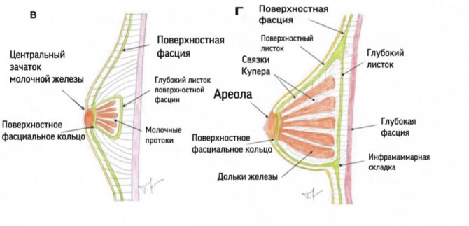 Какой фасцией грудной стенки образована капсула молочной железы